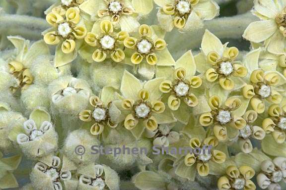 asclepias vestita 7 graphic